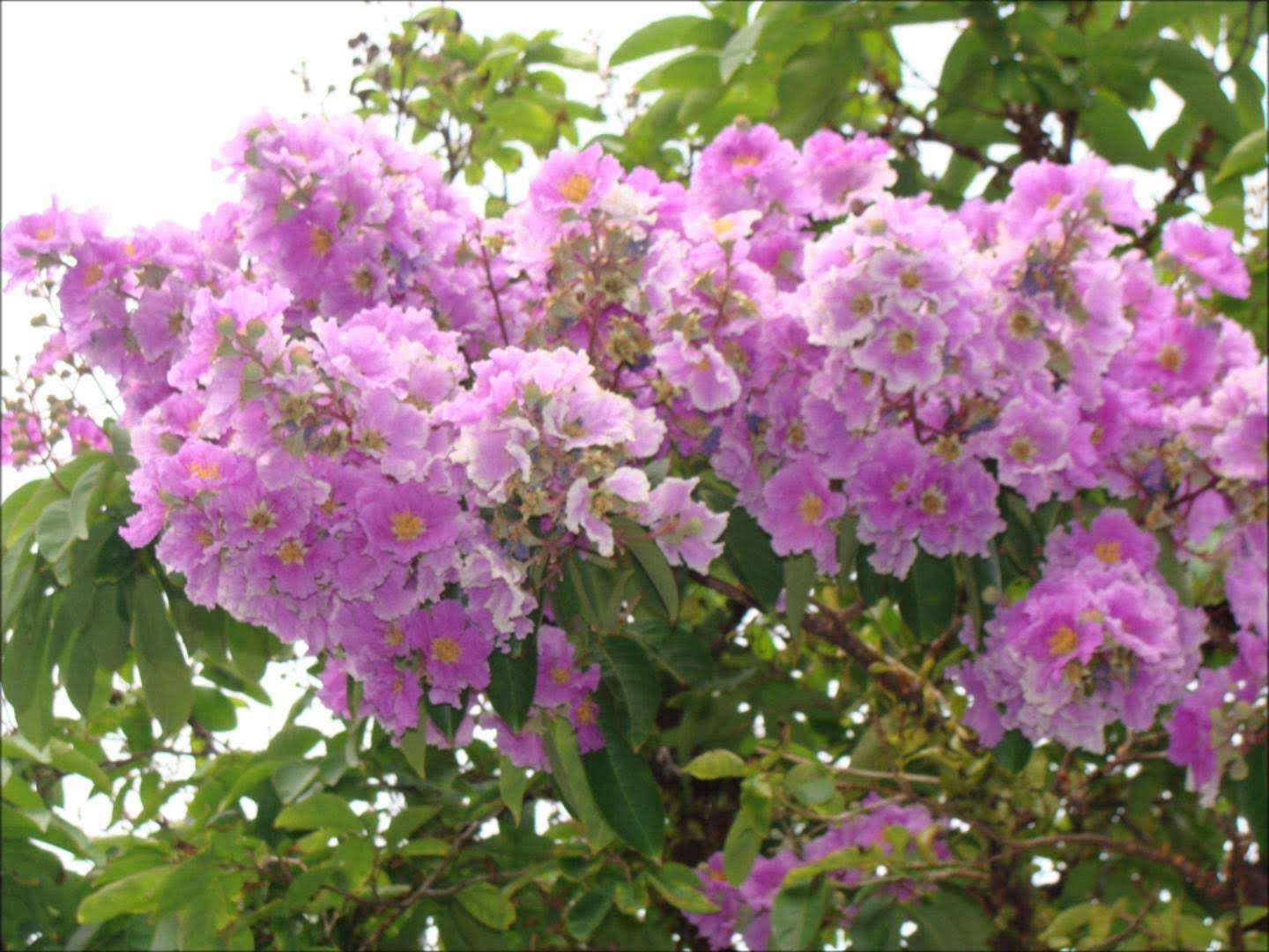 Jarul_Lagerstroemia speciosa