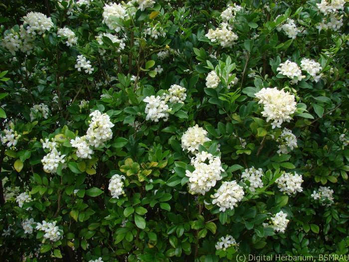 Kamini-flower tree