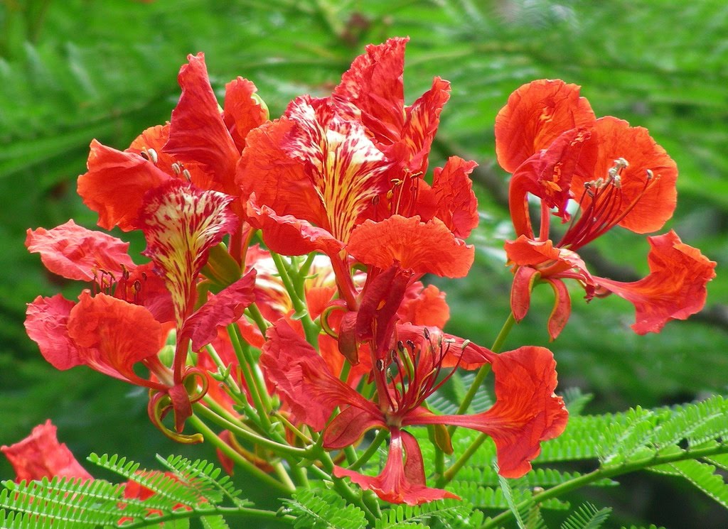 Krishnochura_Delonix regia