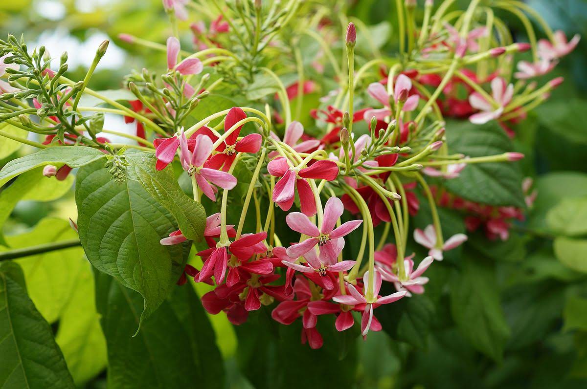 সবুজের অন্বেষণে
